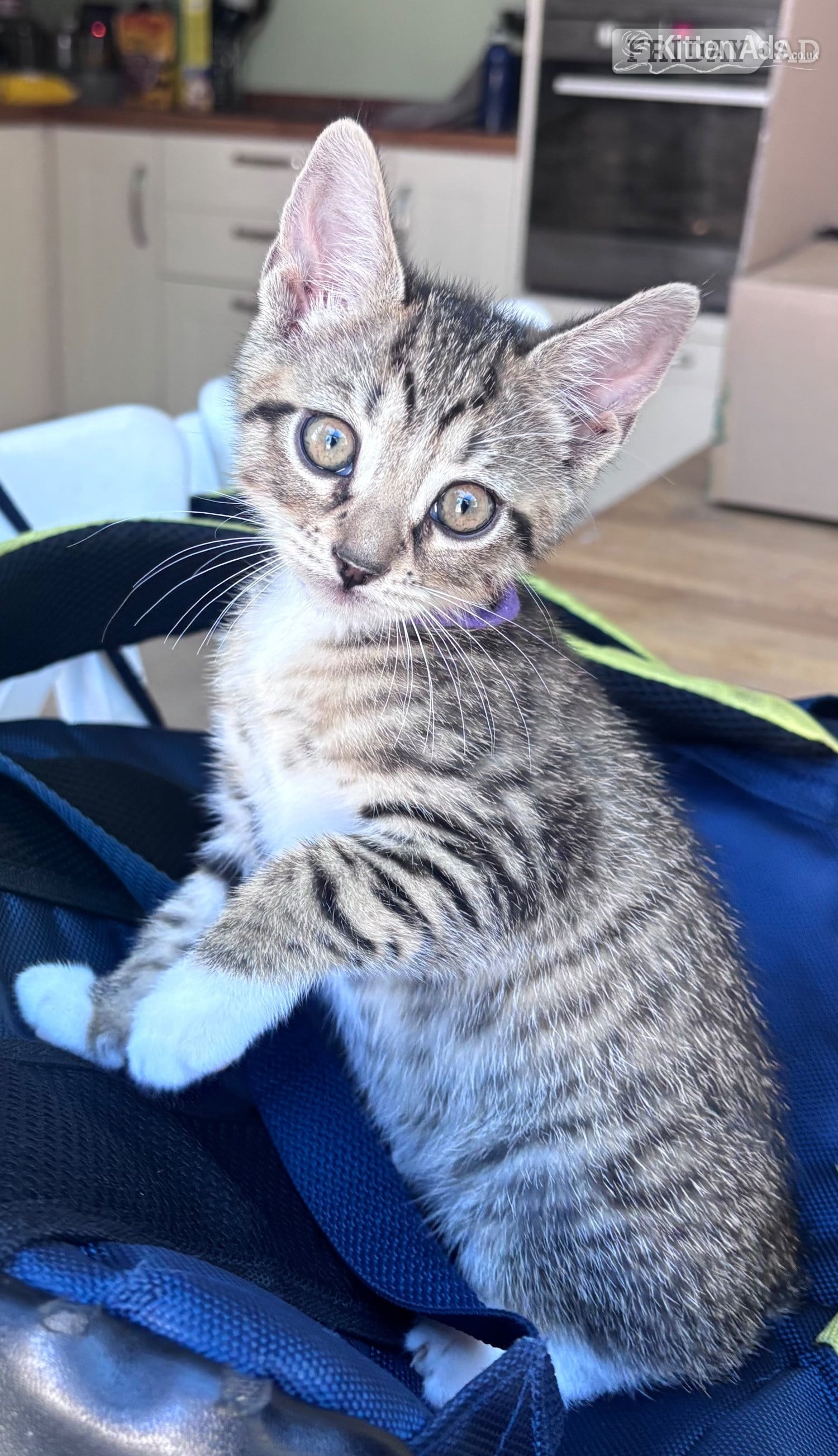 Gorgeous tabby kitten 