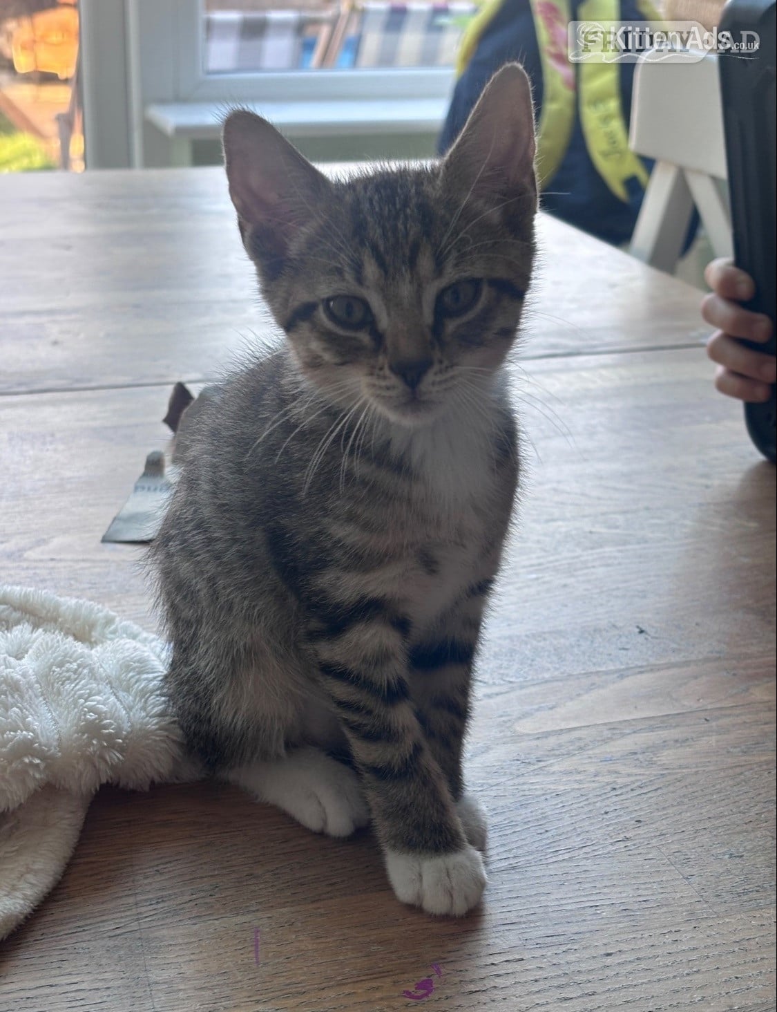 Dunstable Gorgeous tabby kitten 