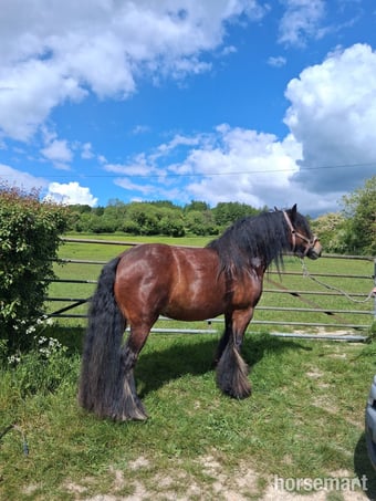 "Ruby" Dark Bay Mare Driving Horse