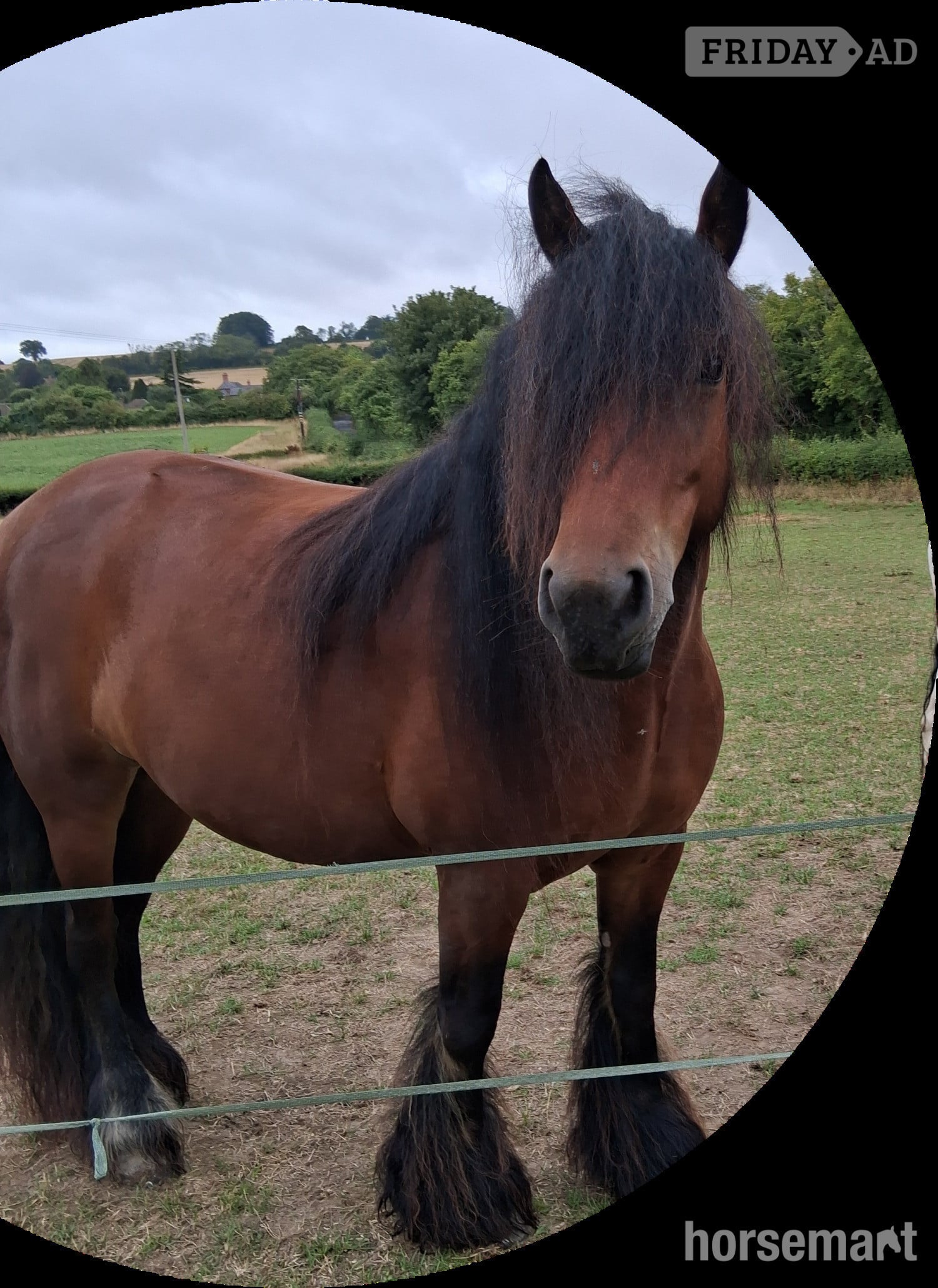 "Ruby" Dark Bay Mare Driving Horse