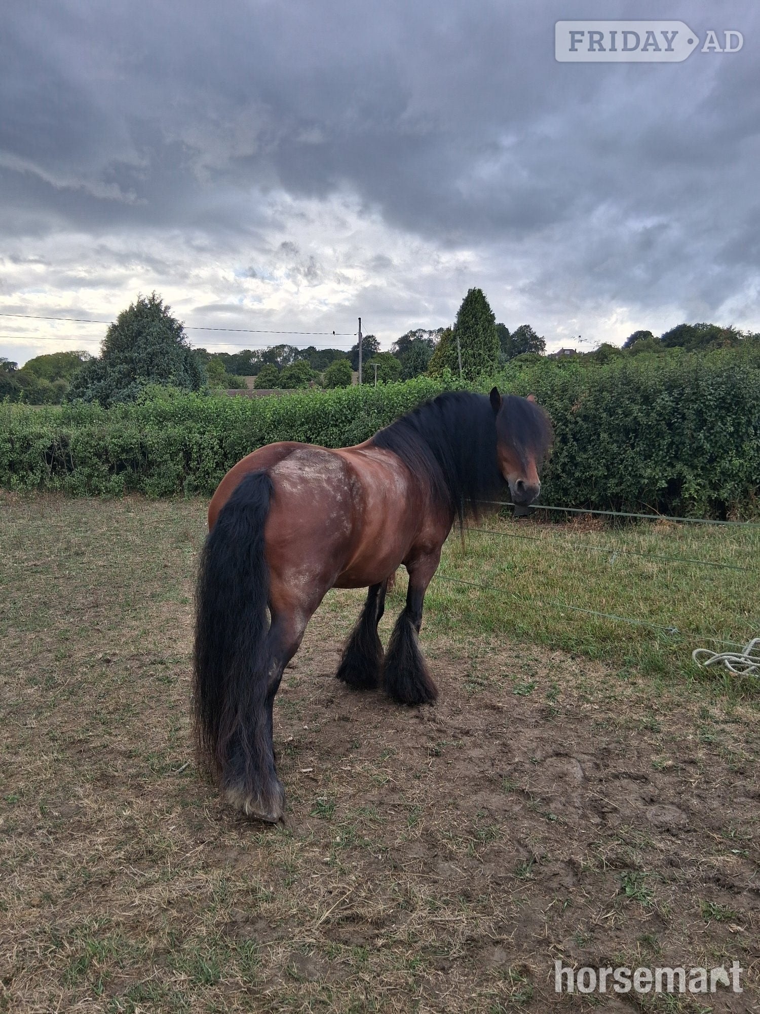 Alton "Ruby" Dark Bay Mare Driving Horse
