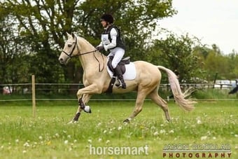 "Estier Phantom (Phantom)" Palomino Gelding All Rounder