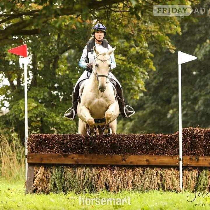 "Estier Phantom (Phantom)" Palomino Gelding All Rounder