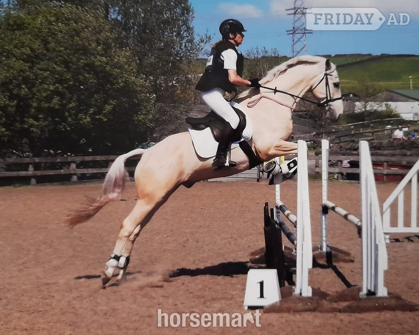 Keighley "Estier Phantom (Phantom)" Palomino Gelding All Rounder