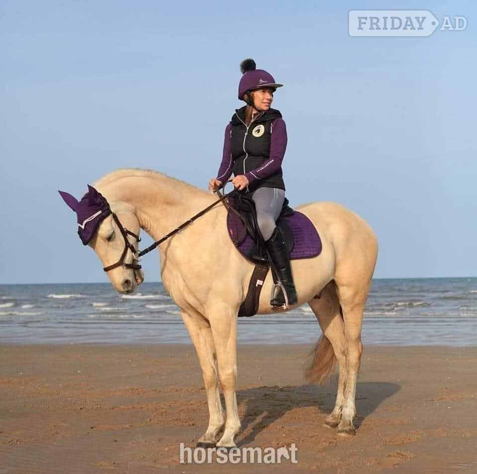 "Estier Phantom (Phantom)" Palomino Gelding All Rounder - Horses