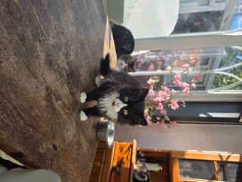 Two fluffy male kittens looking for loving homes