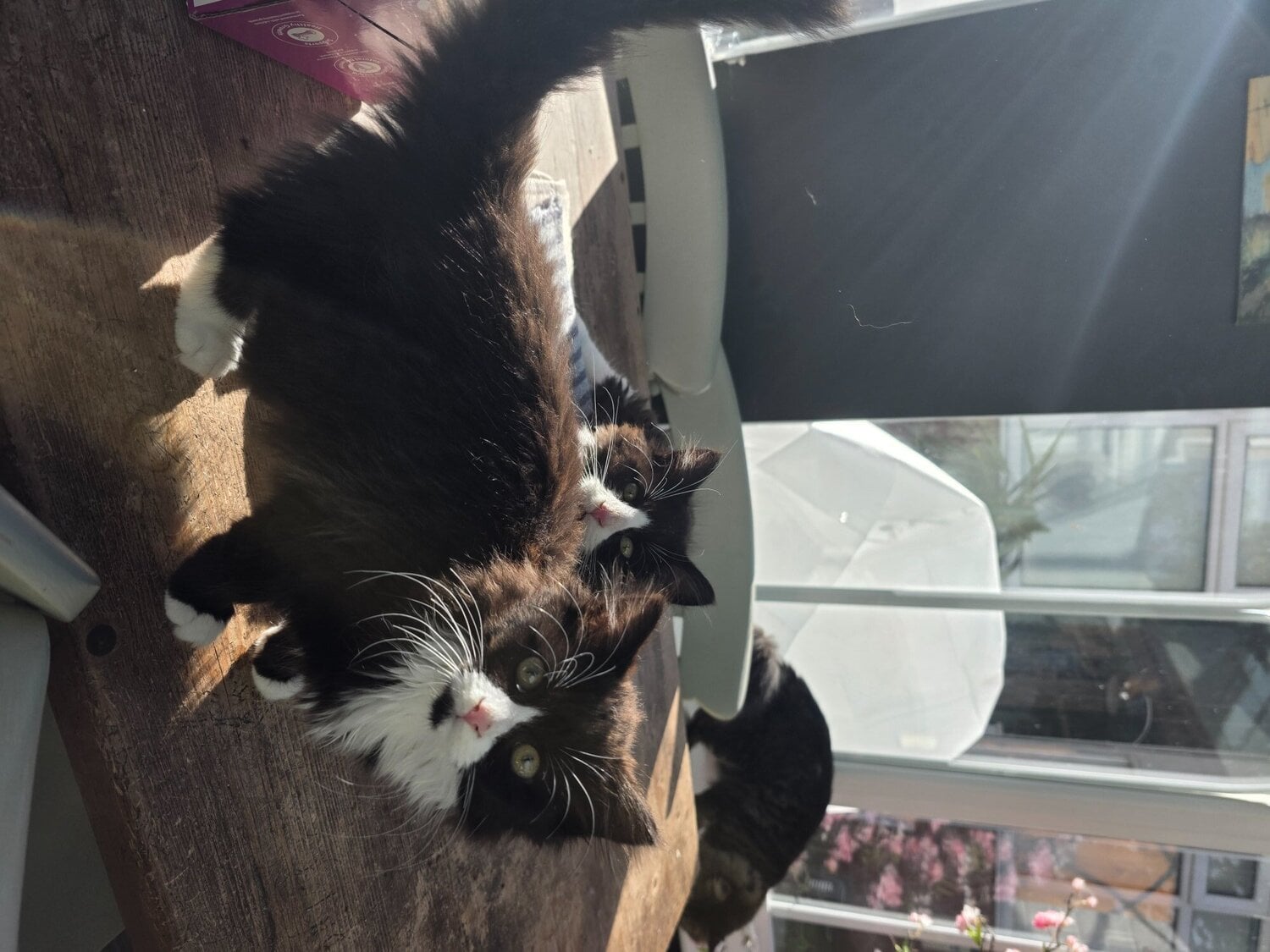 Two fluffy male kittens looking for loving homes