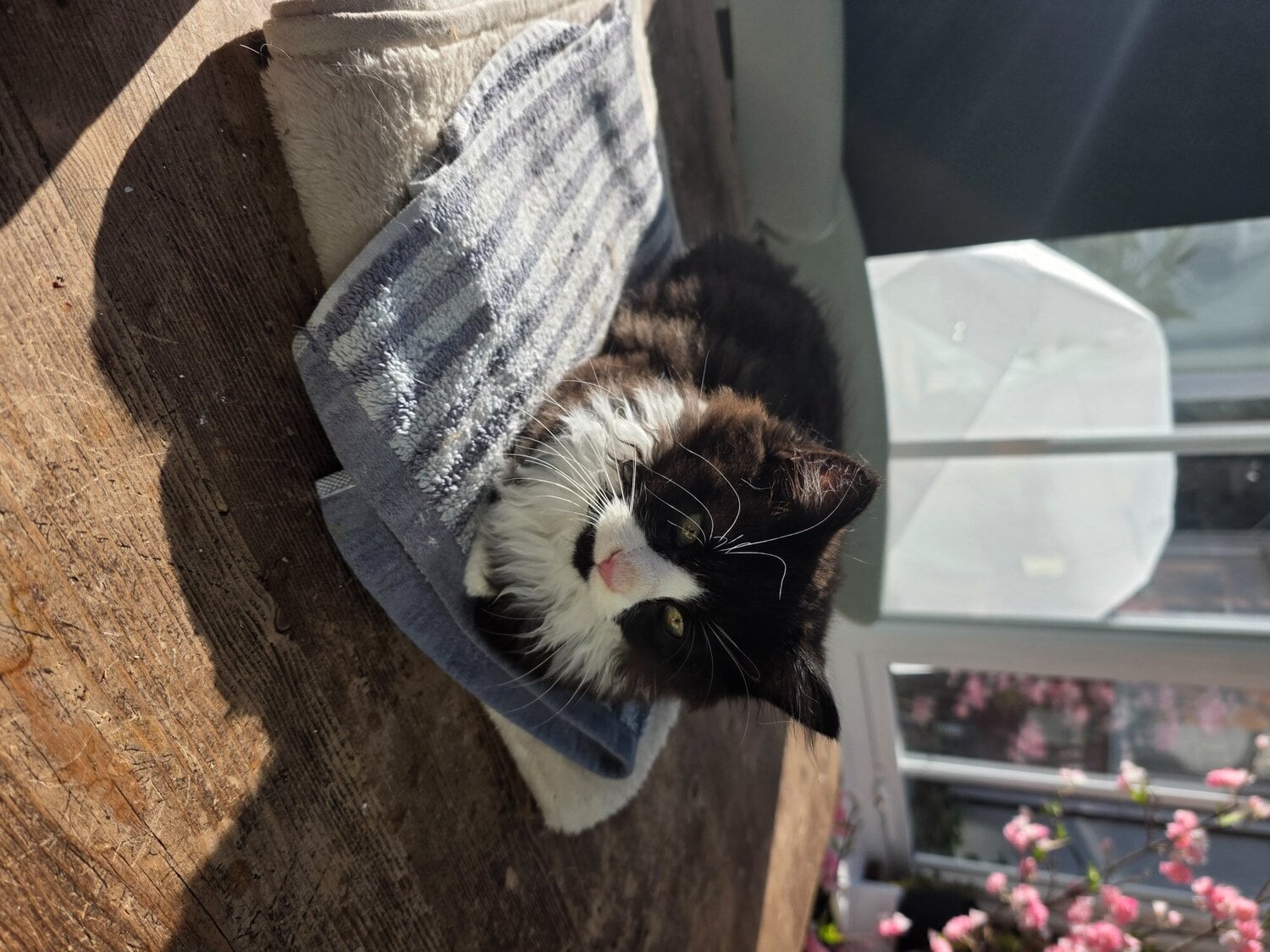 Pontefract Two fluffy male kittens looking for loving homes