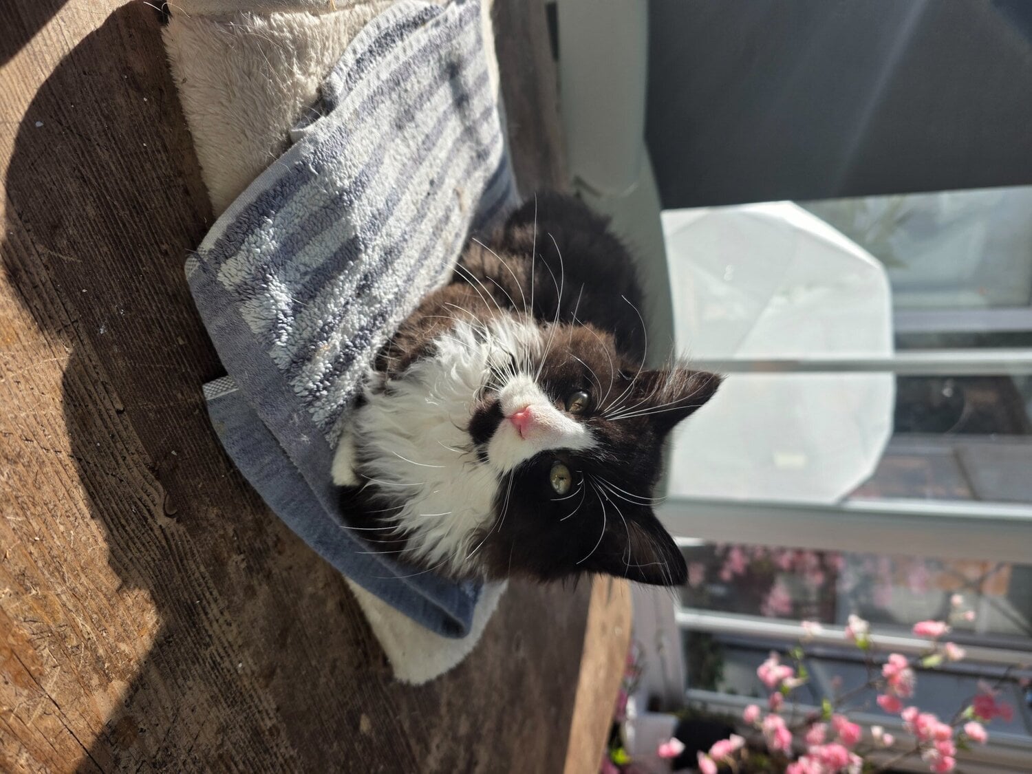 Two fluffy male kittens looking for loving homes - Cats & Kittens in Pontefract