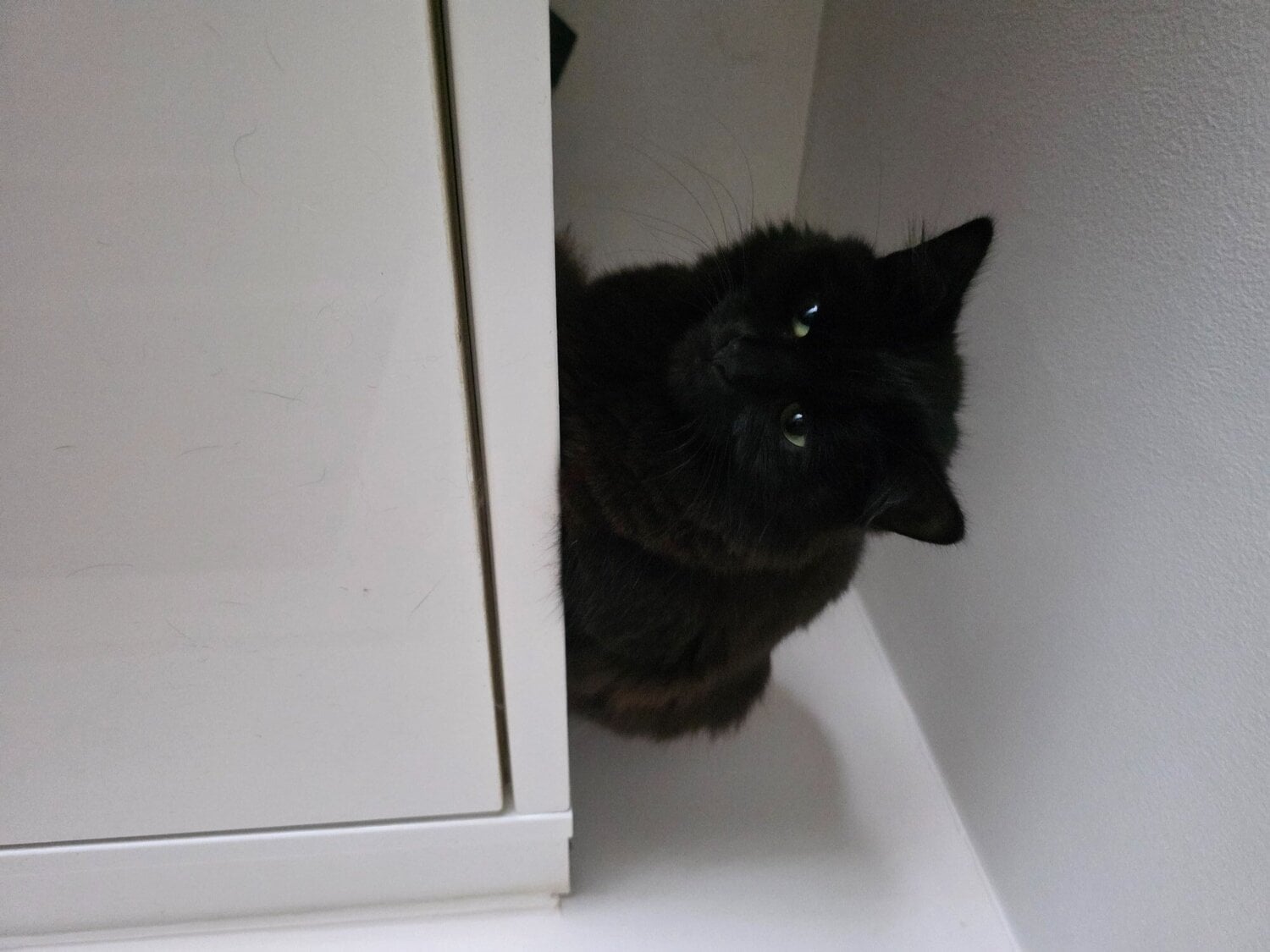 Two fluffy male kittens looking for loving homes - Cats & Kittens