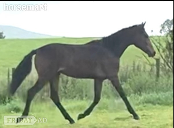 "CARRSIDE CELEBRATION" Bay Filly Young Sport Horse in Clitheroe