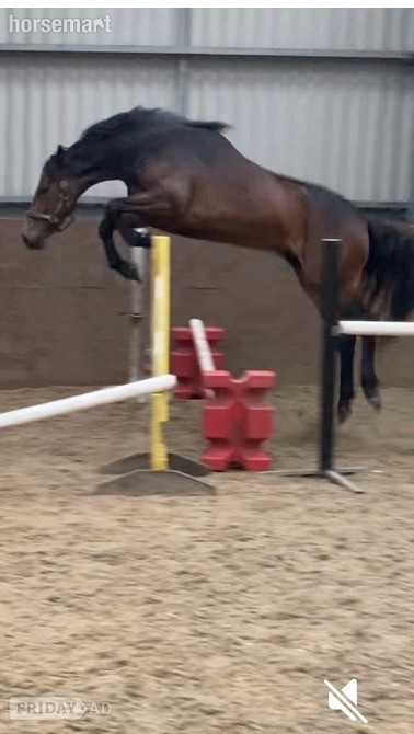 Clitheroe "CARRSIDE CELEBRATION" Bay Filly Young Sport Horse
