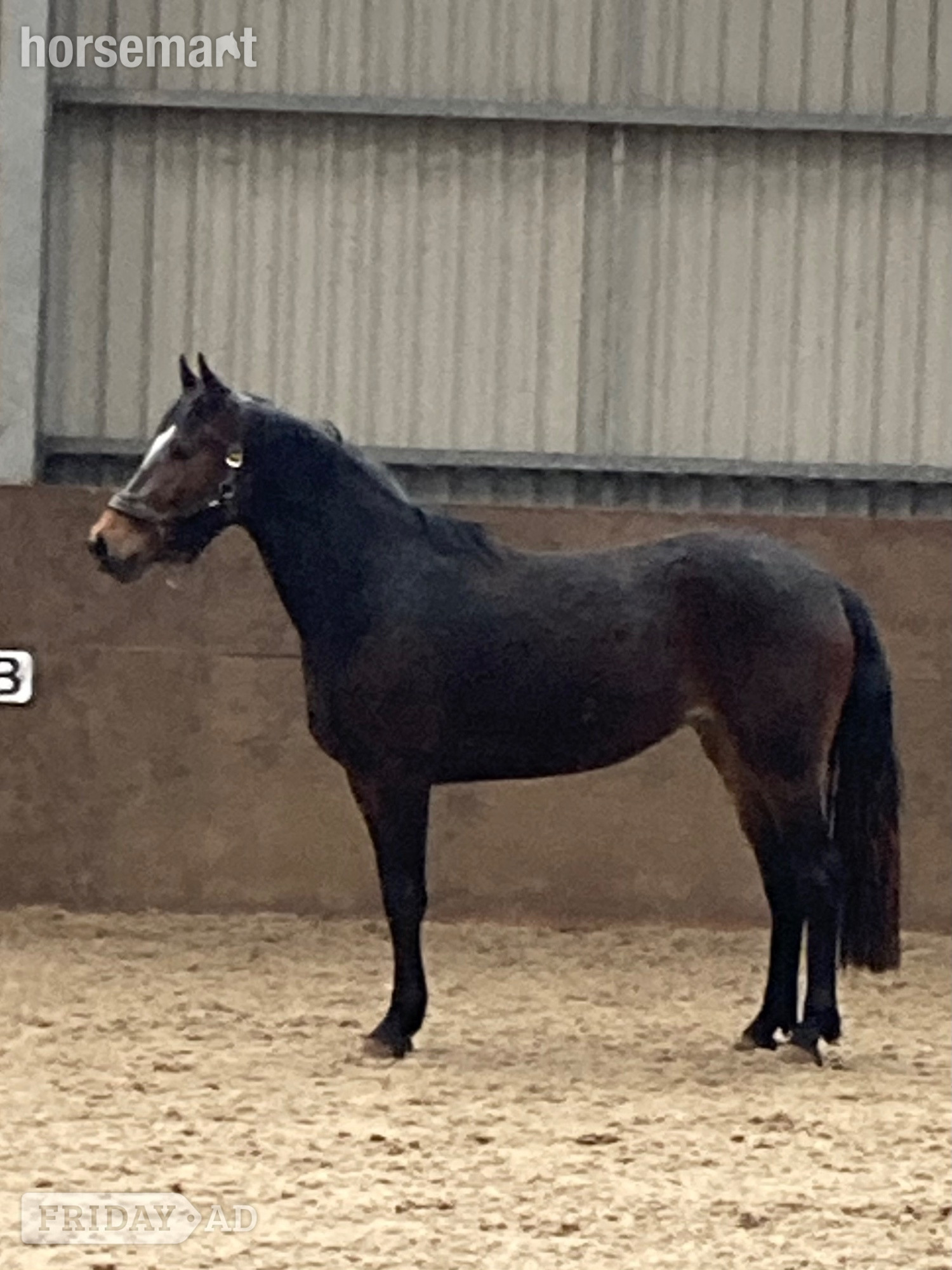 "CARRSIDE CELEBRATION" Bay Filly Young Sport Horse