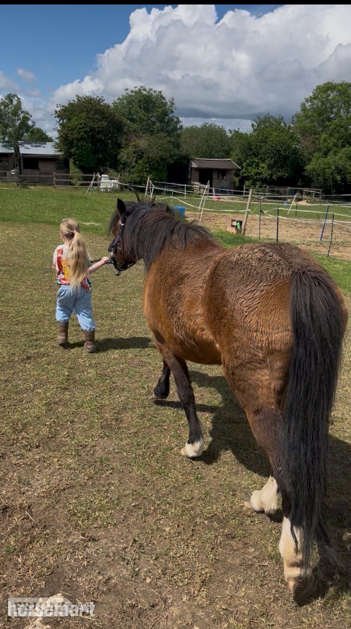 "Annie" Bay Mare All Rounder