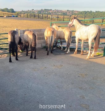 "3 Fillys 2 Colts " Dun Filly Young Sport Horse