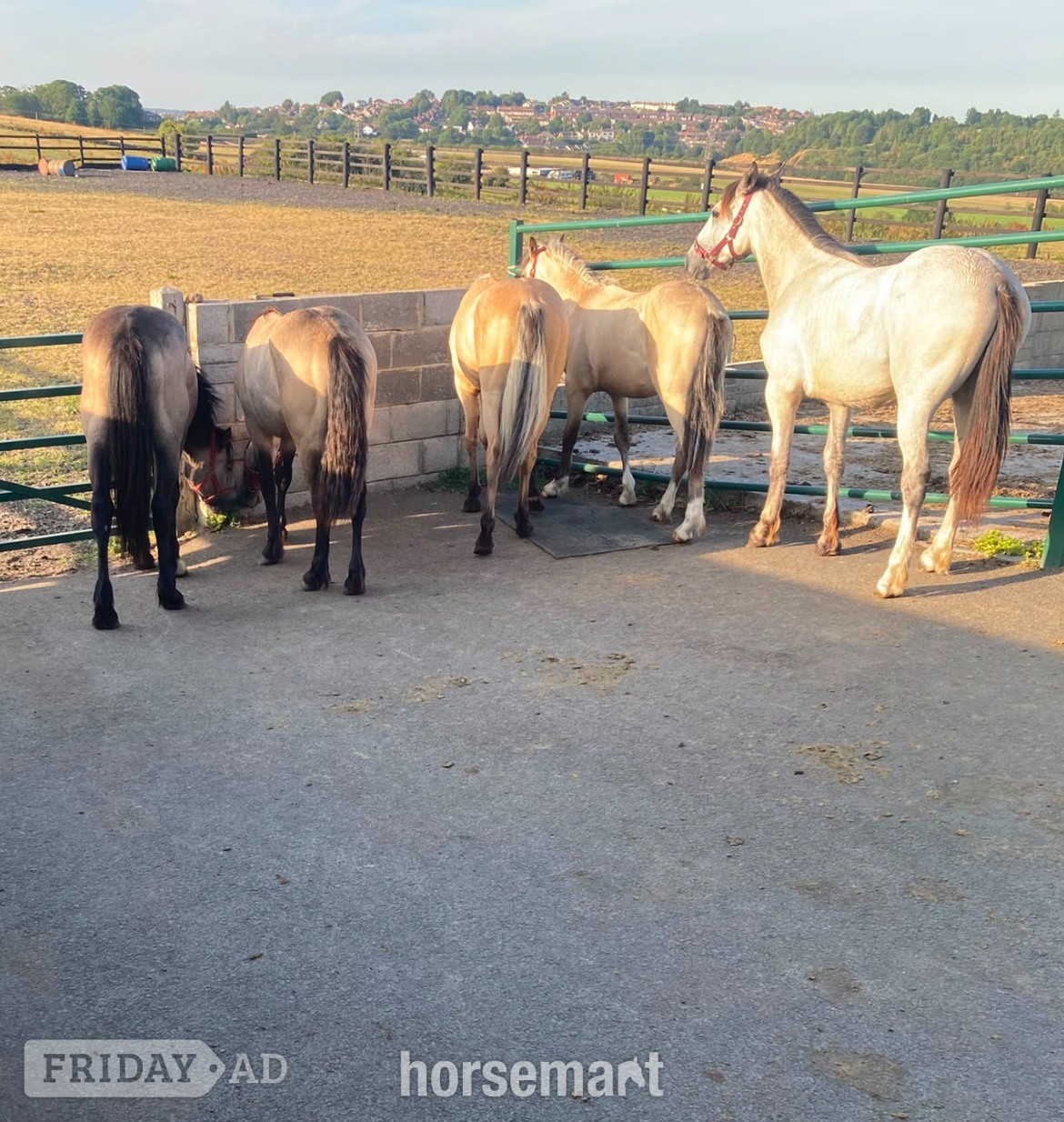 "3 Fillys 2 Colts " Dun Filly Young Sport Horse in Leeds