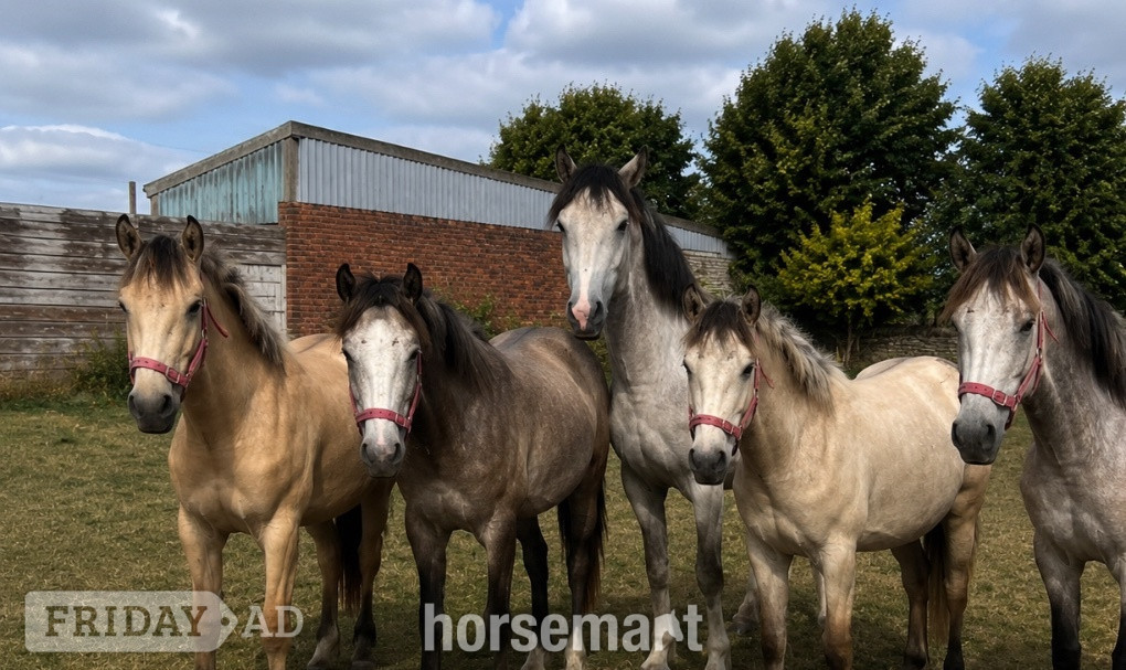"3 Fillys 2 Colts " Dun Filly Young Sport Horse