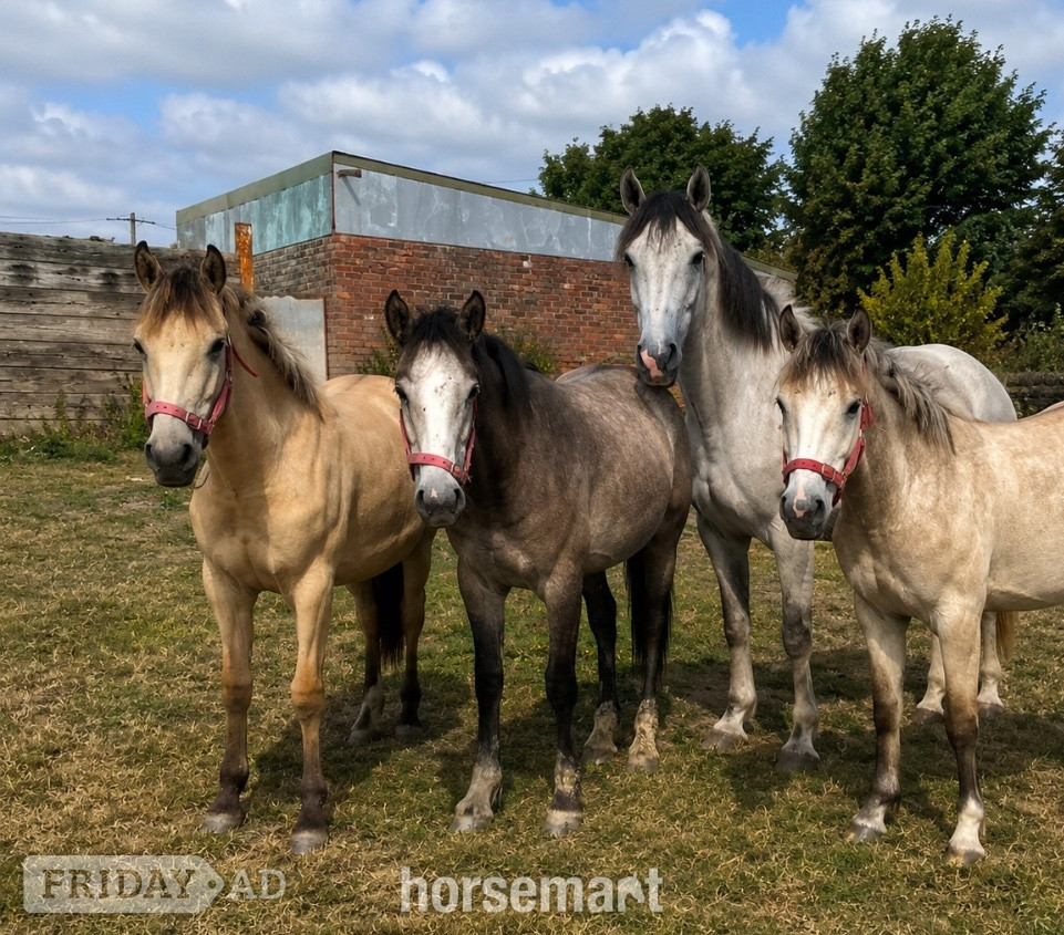 Leeds "3 Fillys 2 Colts " Dun Filly Young Sport Horse