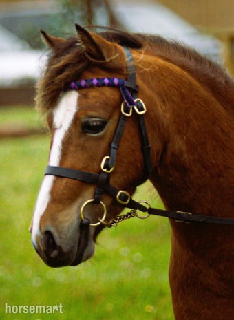 "Robin Hood " Bright Bay Gelding Project Horse