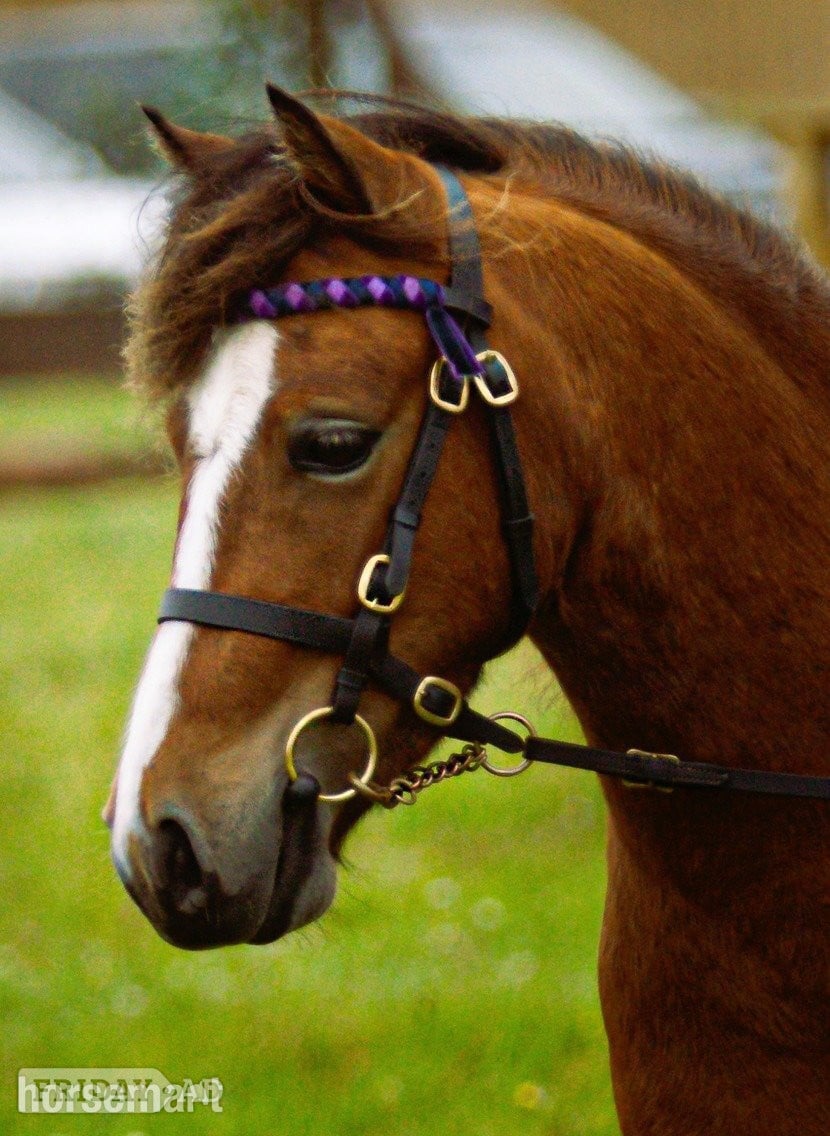 "Robin Hood " Bright Bay Gelding Project Horse in Dulverton