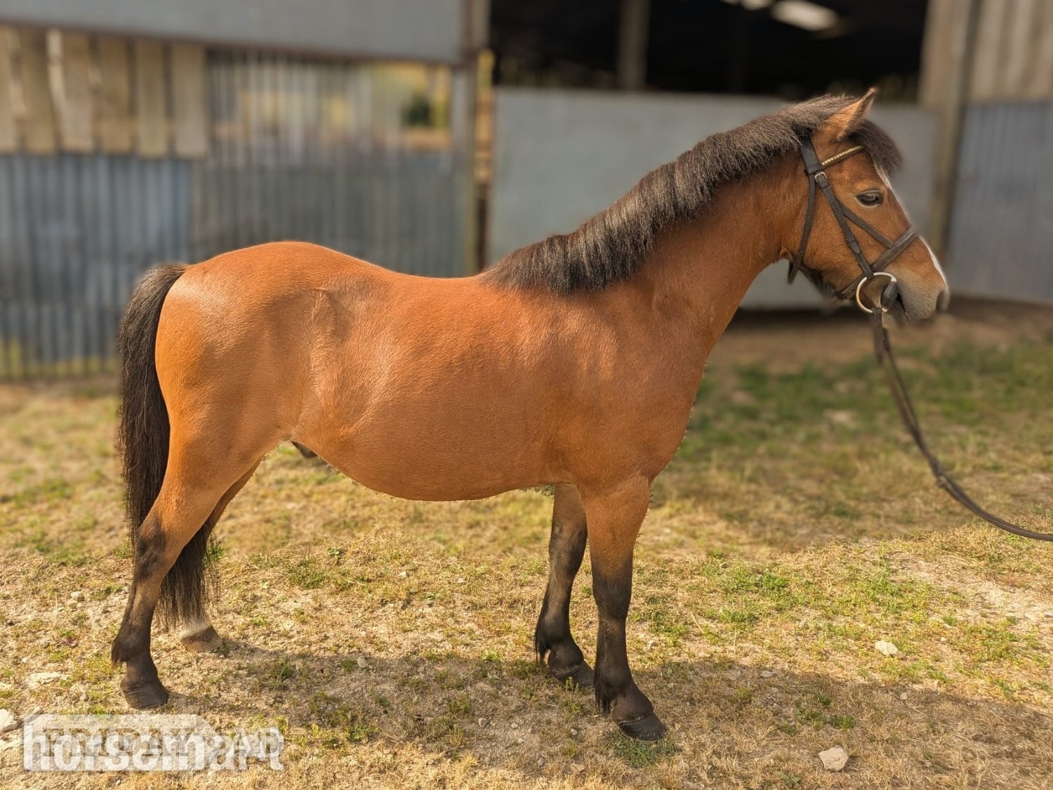 "Robin Hood " Bright Bay Gelding Project Horse