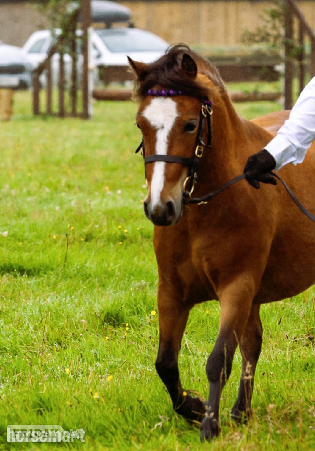 Dulverton "Robin Hood " Bright Bay Gelding Project Horse