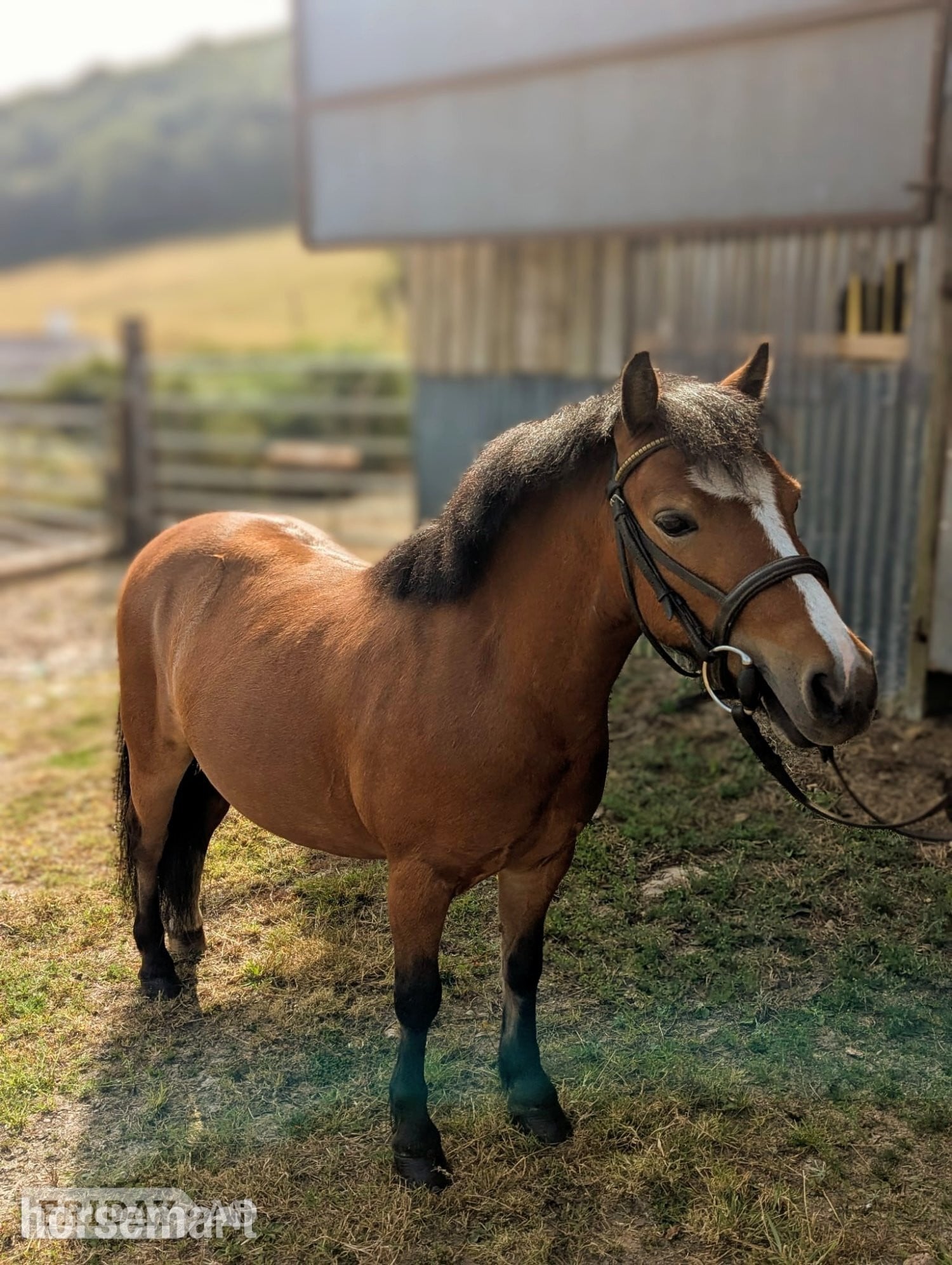 "Robin Hood " Bright Bay Gelding Project Horse - Horses in Dulverton