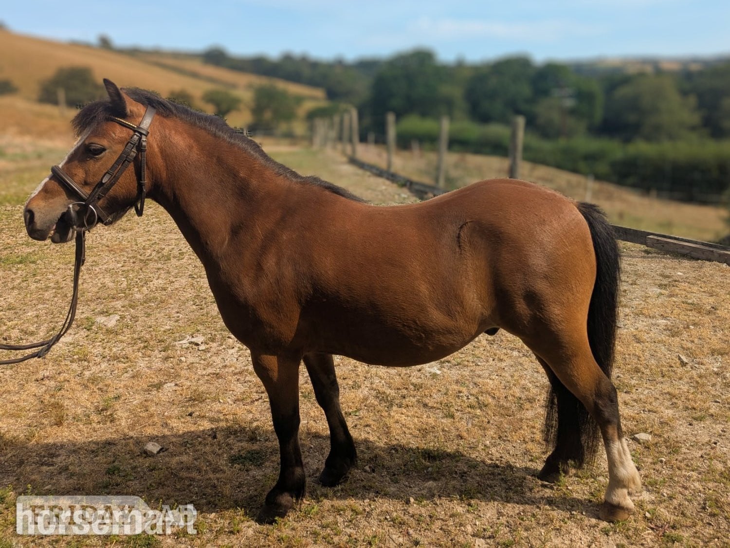 "Robin Hood " Bright Bay Gelding Project Horse - Horses