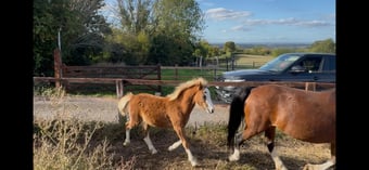 "Daisy "  Mare Mountain & Moorland Pony