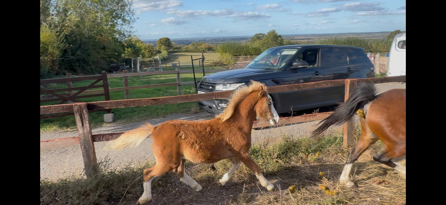 "Daisy "  Mare Mountain & Moorland Pony
