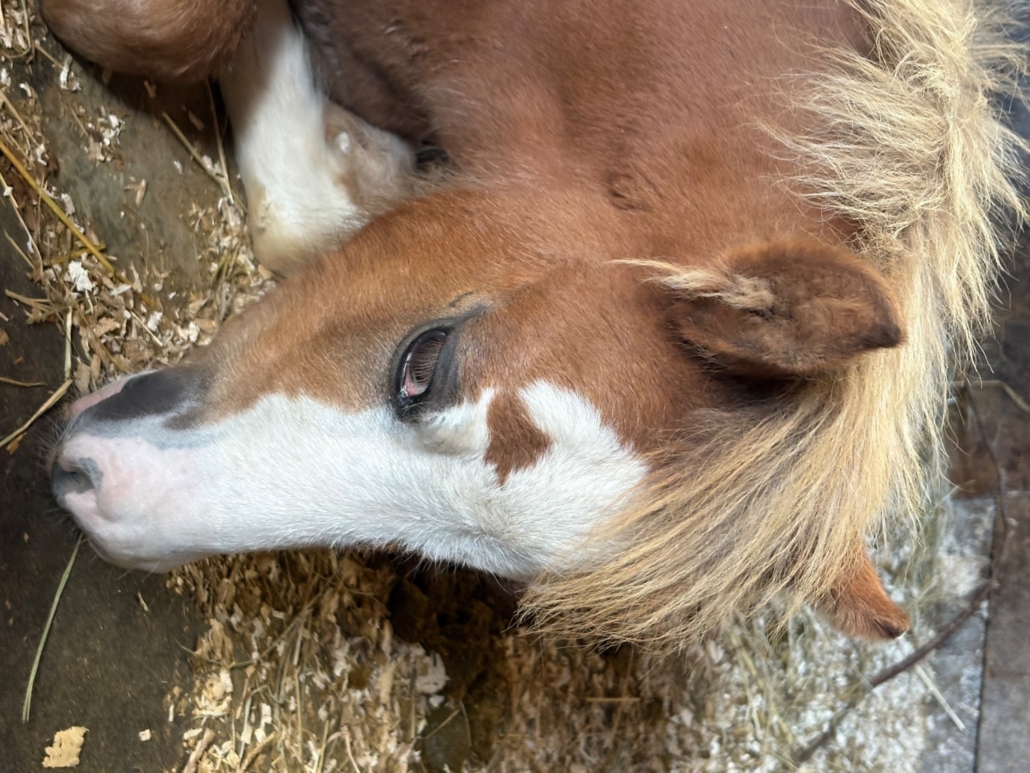 "Daisy "  Mare Mountain & Moorland Pony - Horses in Chippenham
