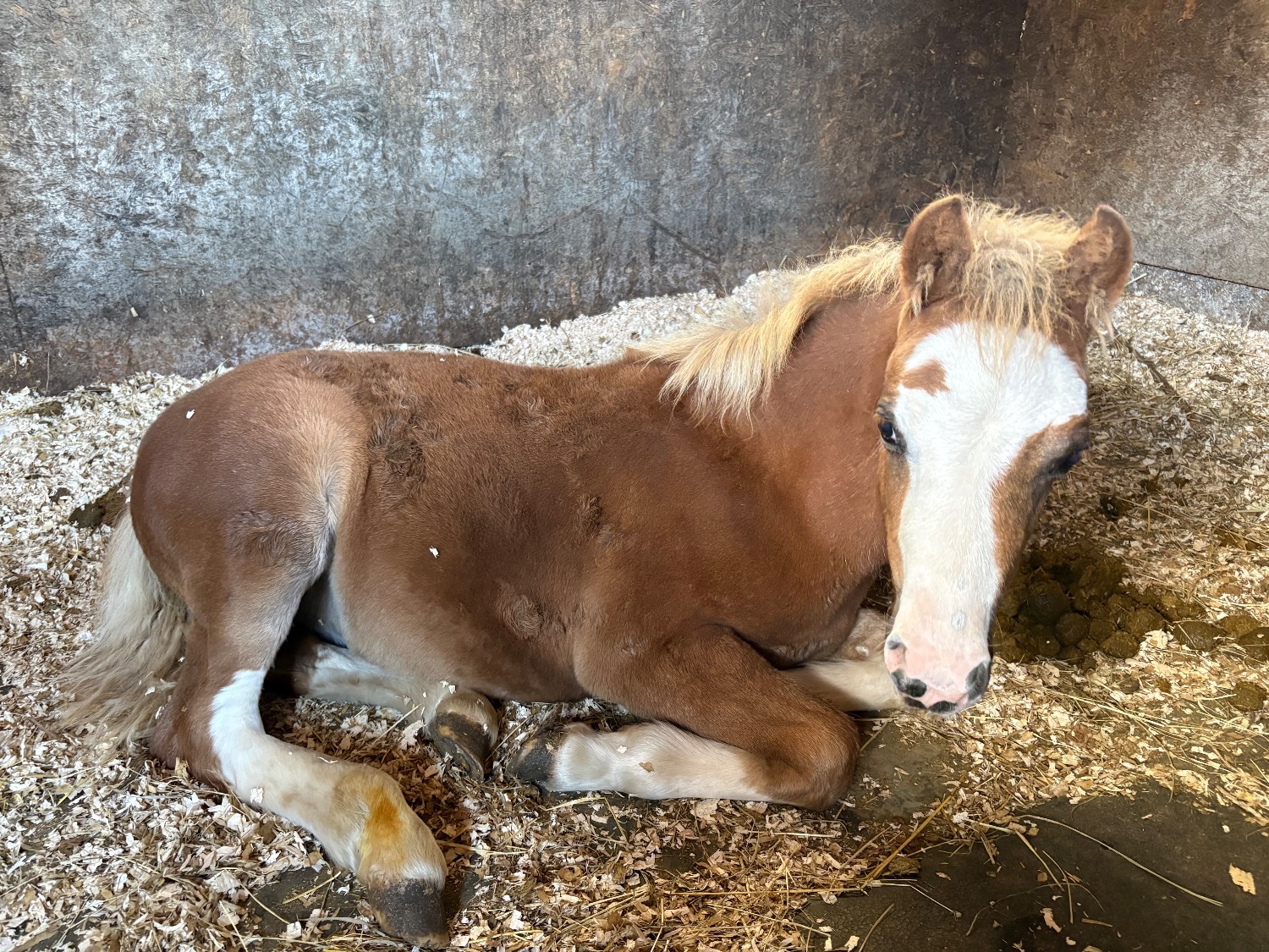 "Daisy "  Mare Mountain & Moorland Pony - Horses
