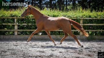 "Amore JBH " Chestnut Filly Dressage Horse