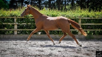 "Amore JBH " Chestnut Filly Dressage Horse