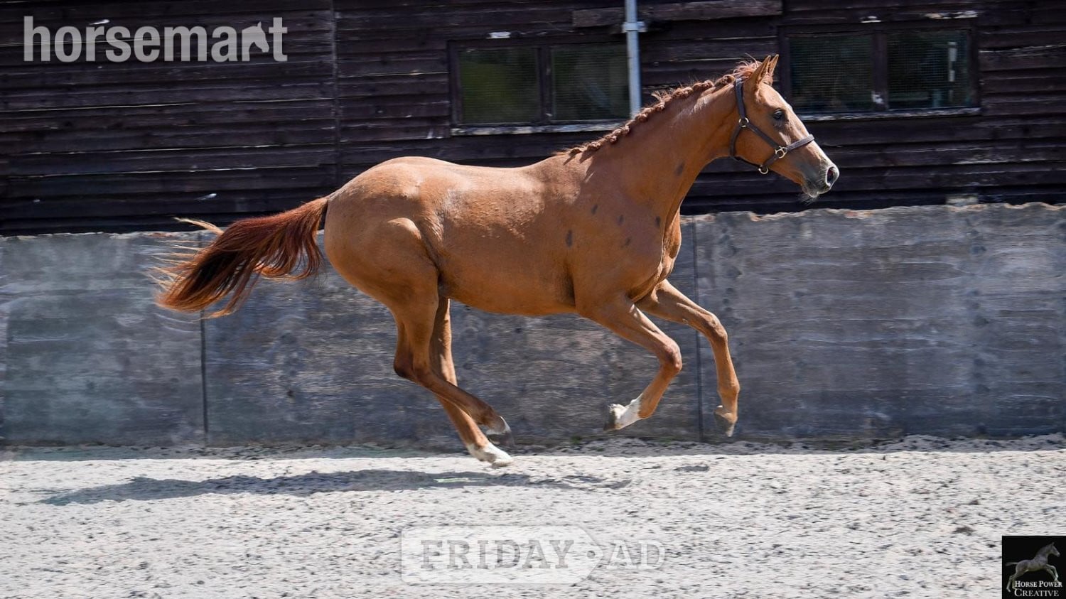 Leyland "Amore JBH " Chestnut Filly Dressage Horse