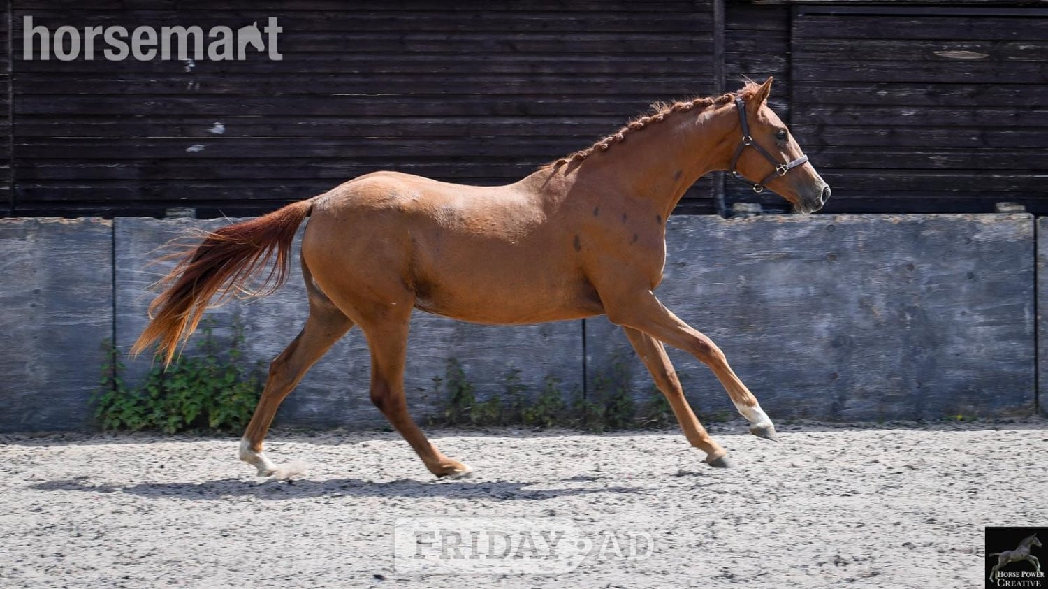 "Amore JBH " Chestnut Filly Dressage Horse - Horses in Leyland