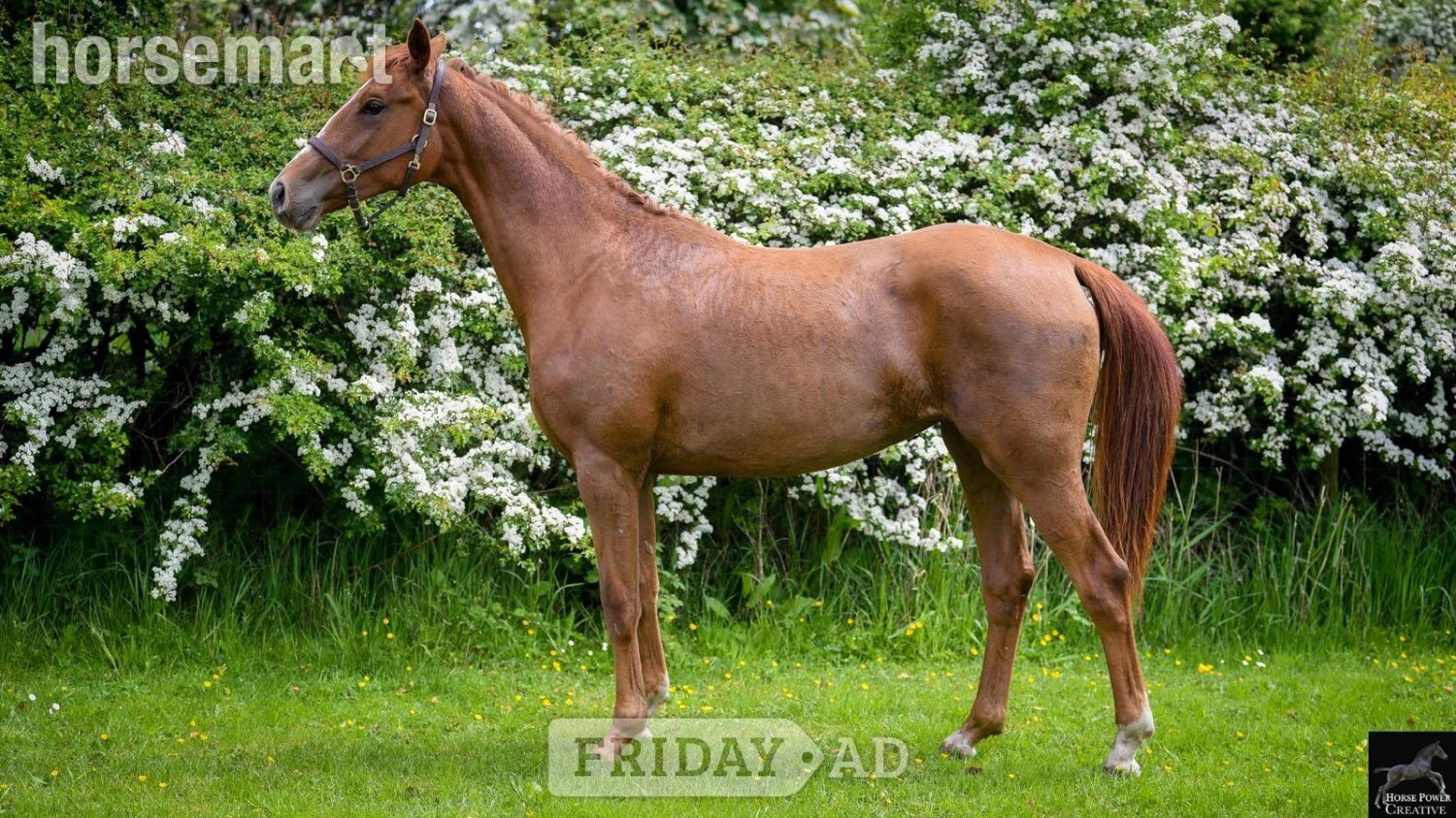 "Amore JBH " Chestnut Filly Dressage Horse