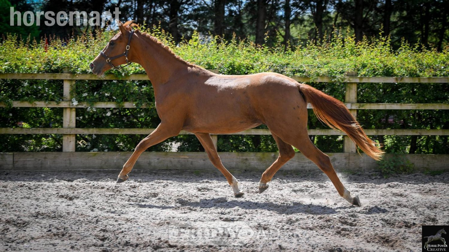 "Amore JBH " Chestnut Filly Dressage Horse in Leyland