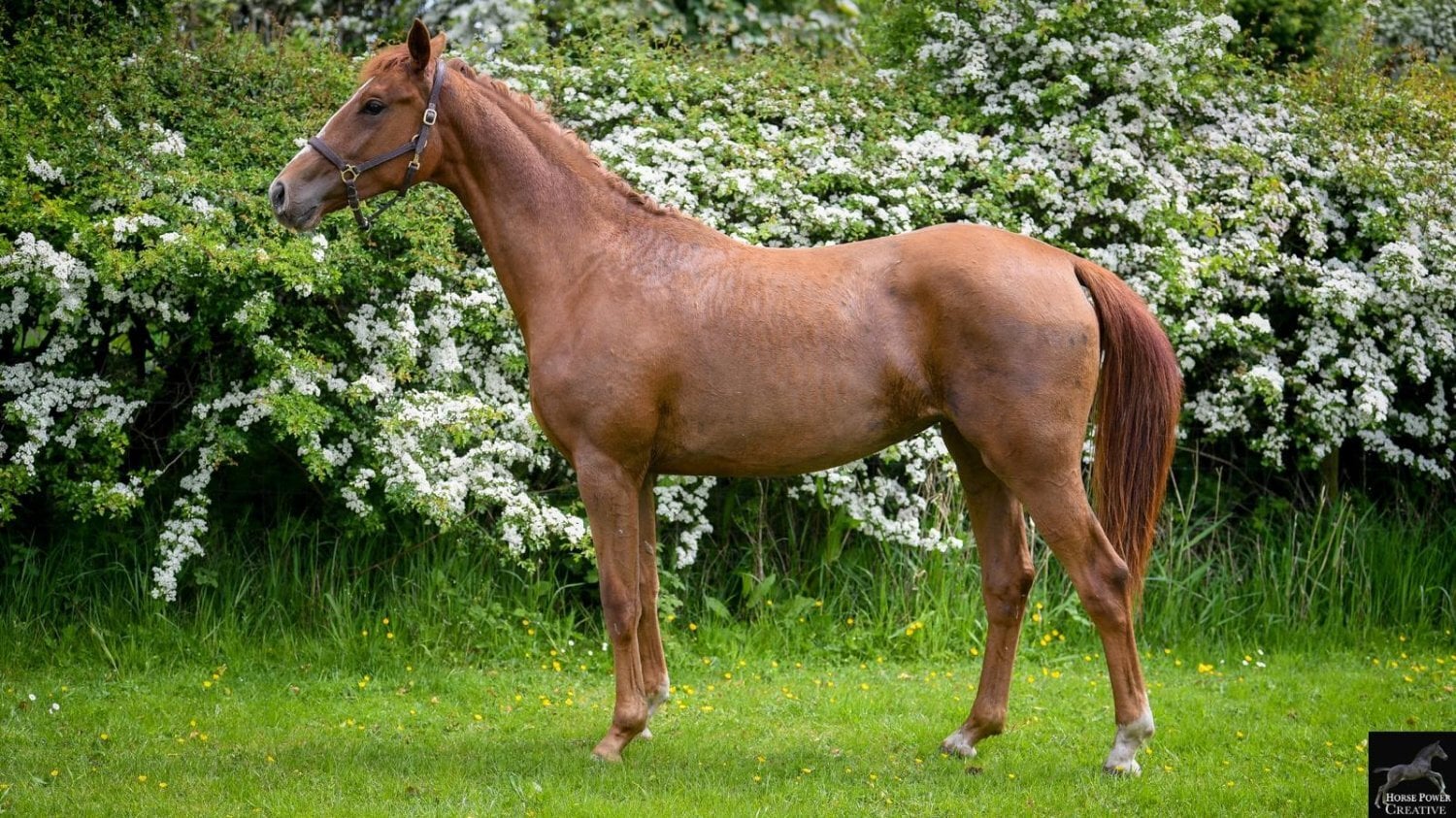 "Amore JBH " Chestnut Filly Dressage Horse