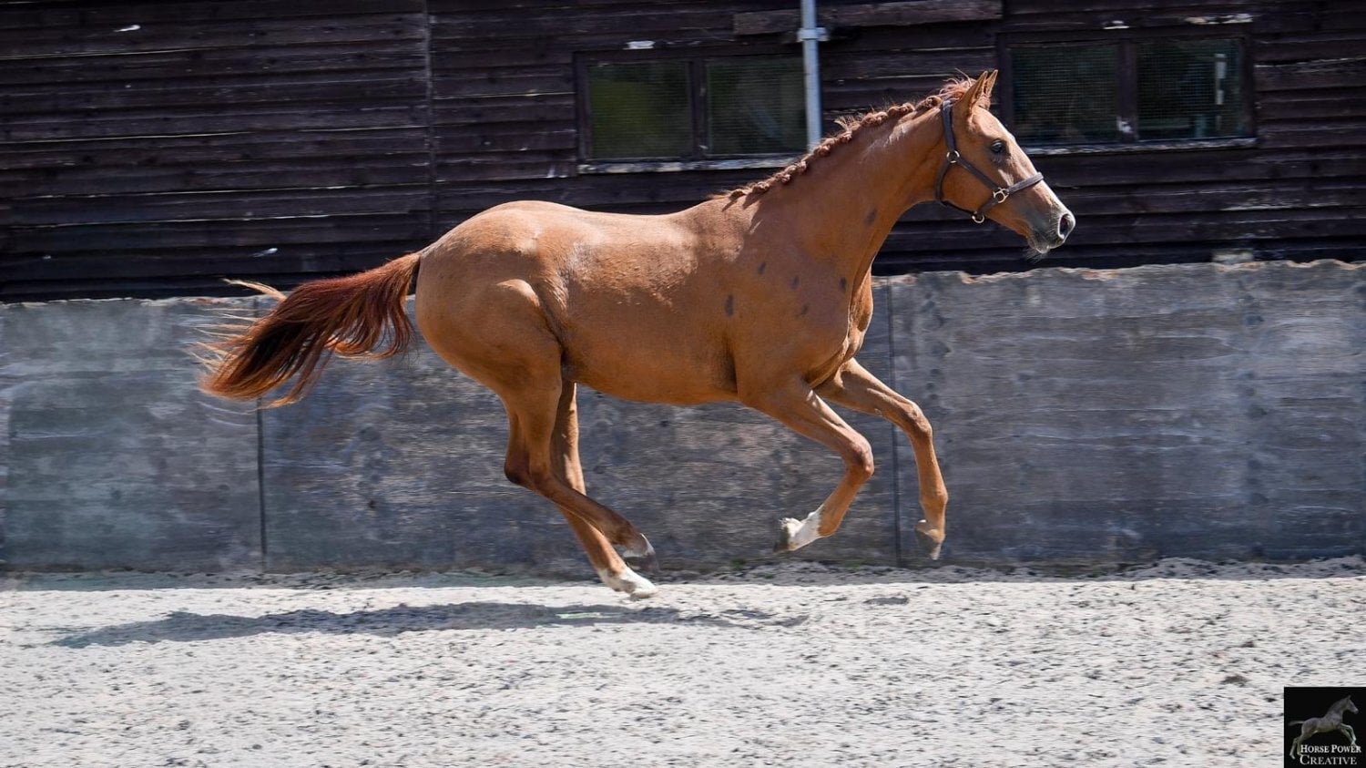 Leyland "Amore JBH " Chestnut Filly Dressage Horse