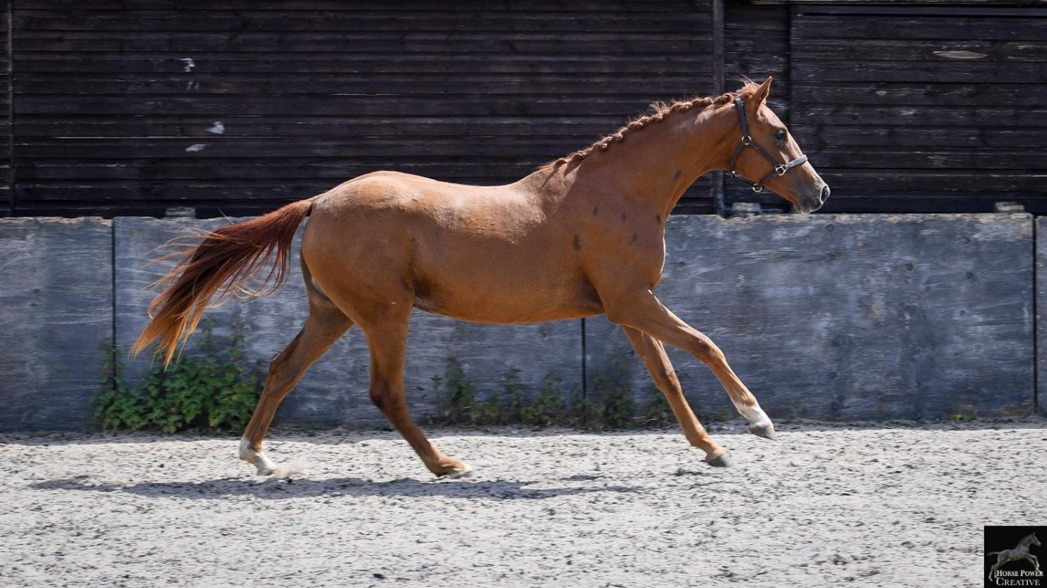 "Amore JBH " Chestnut Filly Dressage Horse - Horses in Leyland