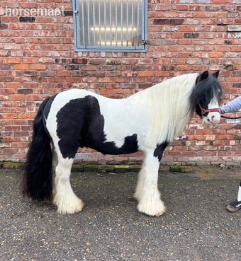 "Blue" Coloured Gelding Lead Rein/First Ridden Pony