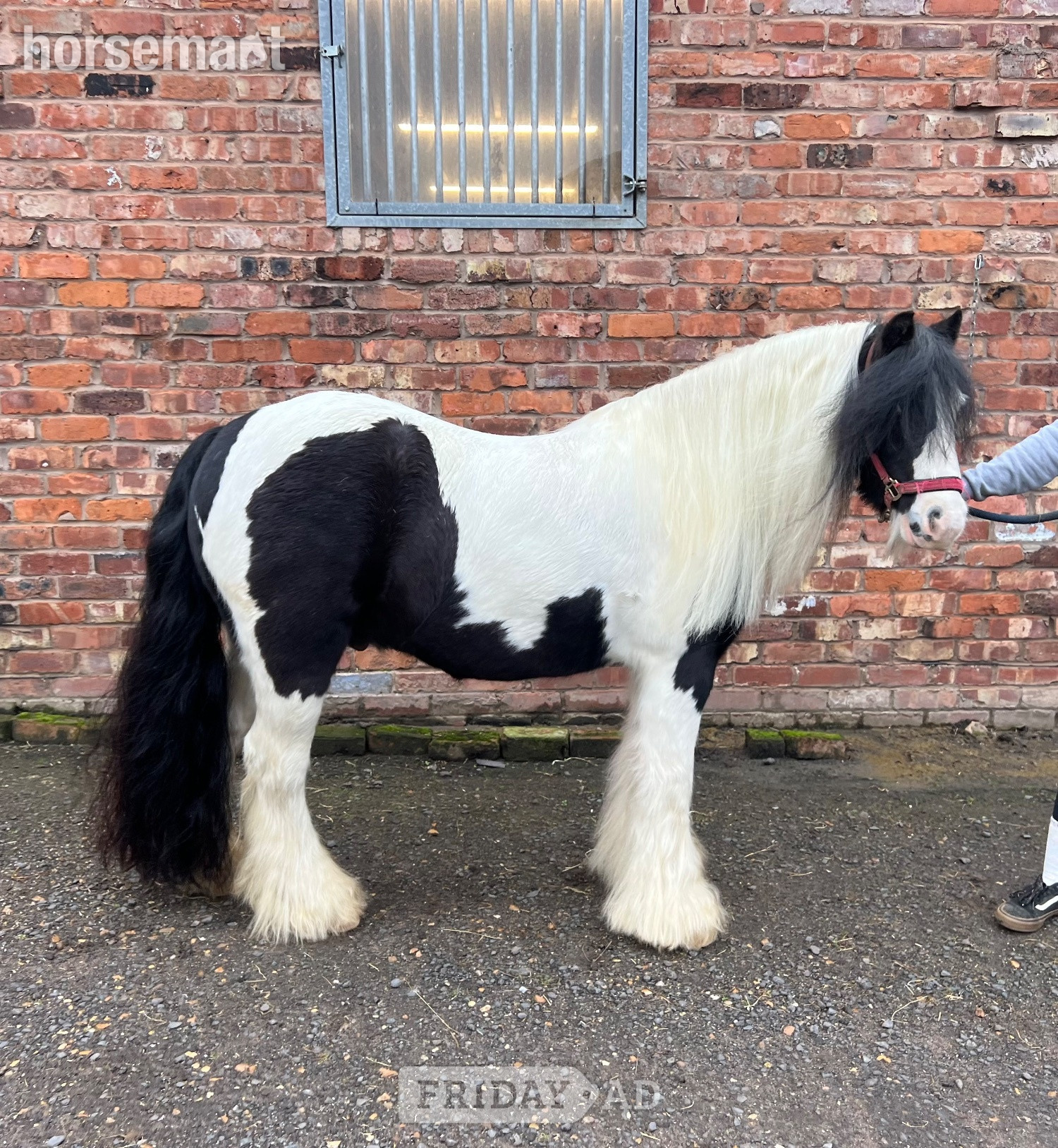 "Blue" Coloured Gelding Lead Rein/First Ridden Pony in Cronton