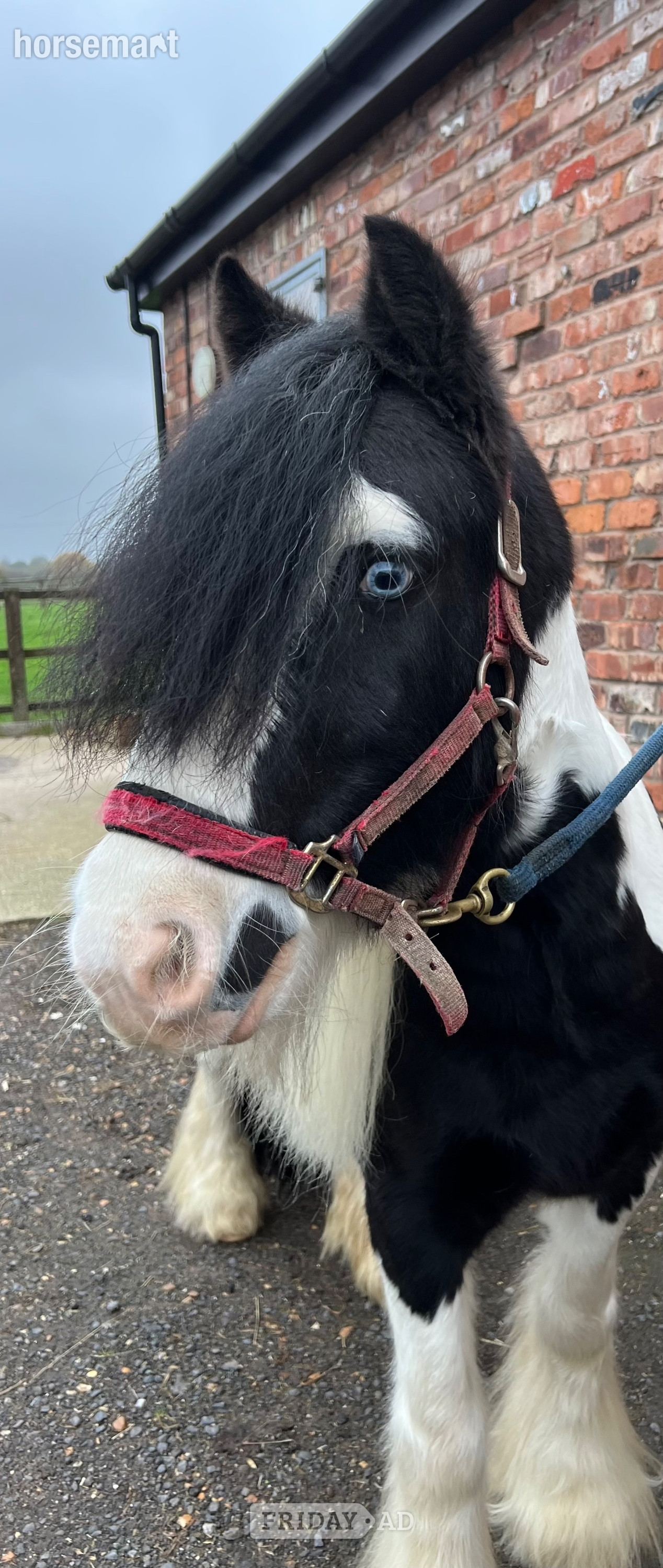 "Blue" Coloured Gelding Lead Rein/First Ridden Pony