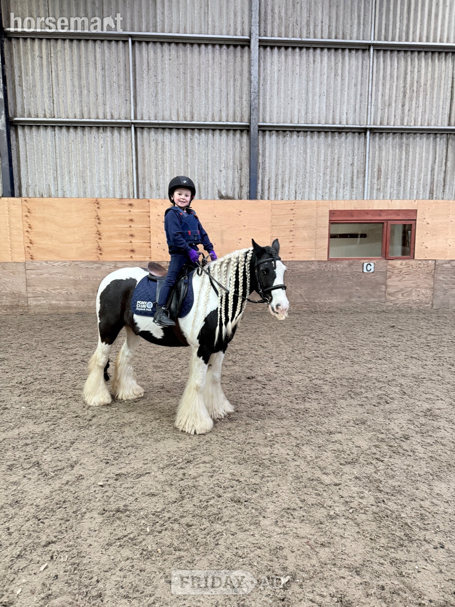 Cronton "Blue" Coloured Gelding Lead Rein/First Ridden Pony