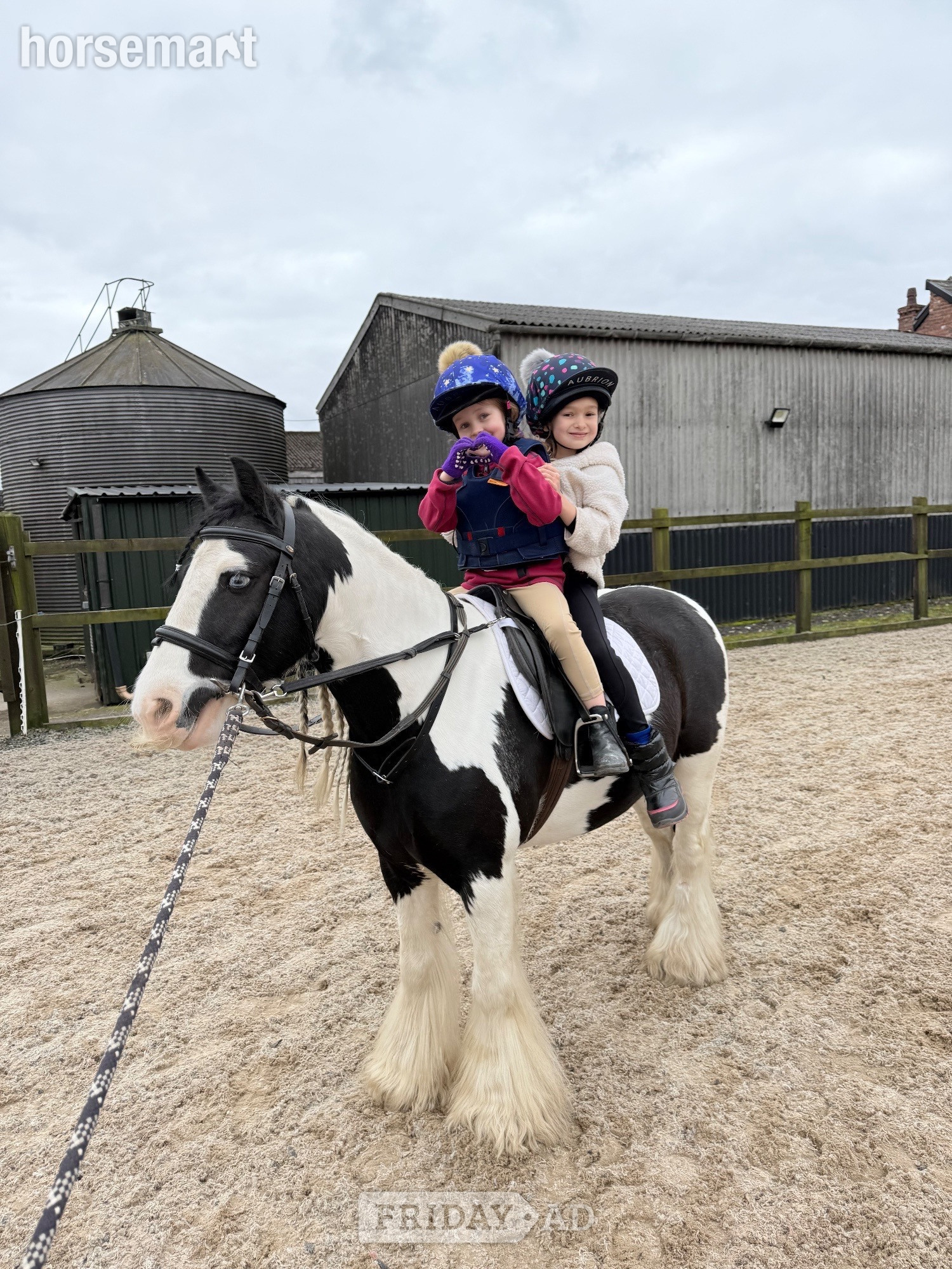 "Blue" Coloured Gelding Lead Rein/First Ridden Pony - Horses in Cronton