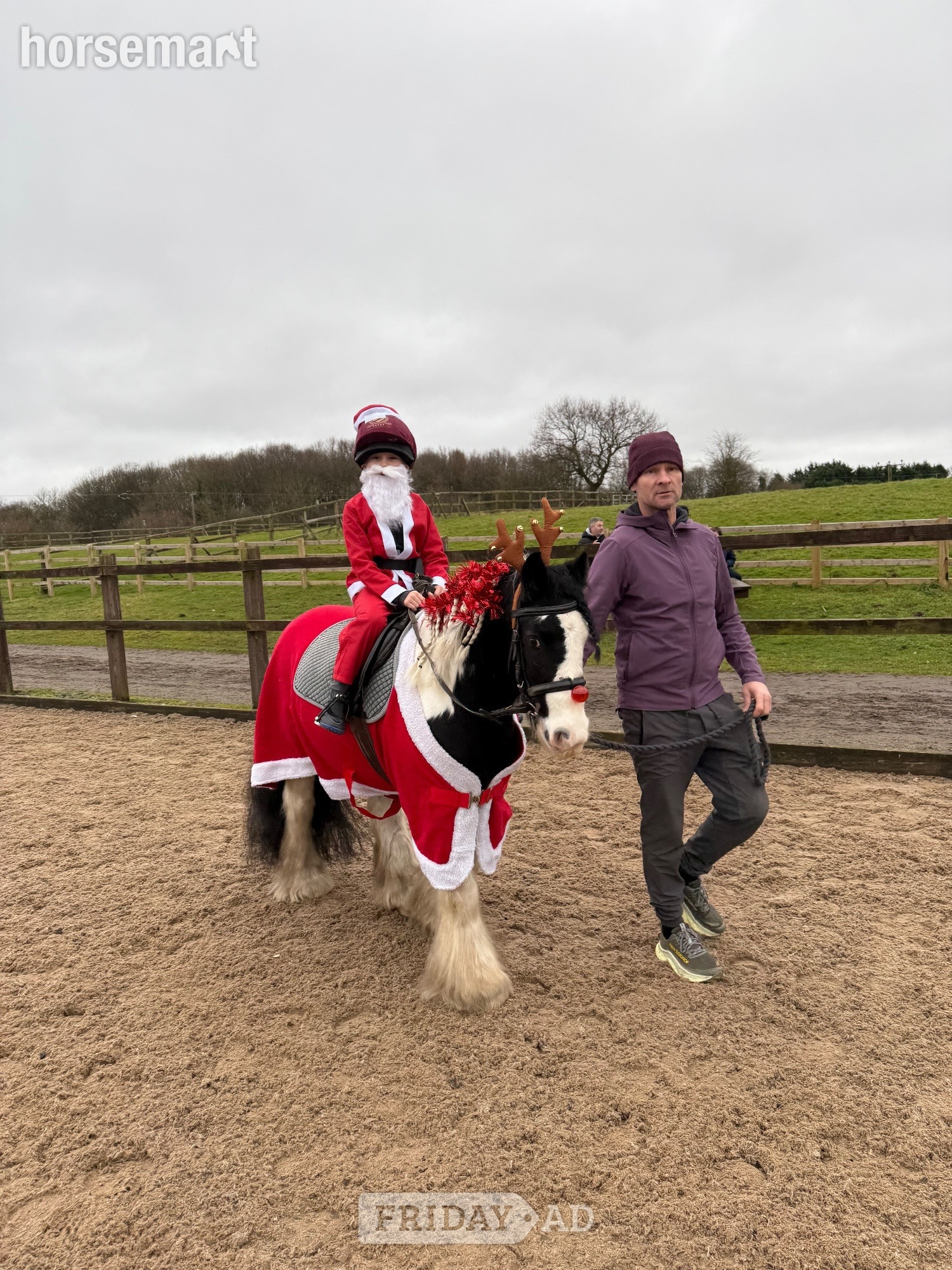 "Blue" Coloured Gelding Lead Rein/First Ridden Pony - Horses
