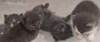 Longhaired British Shorthaired Blue ClC w Longhaired British Blue