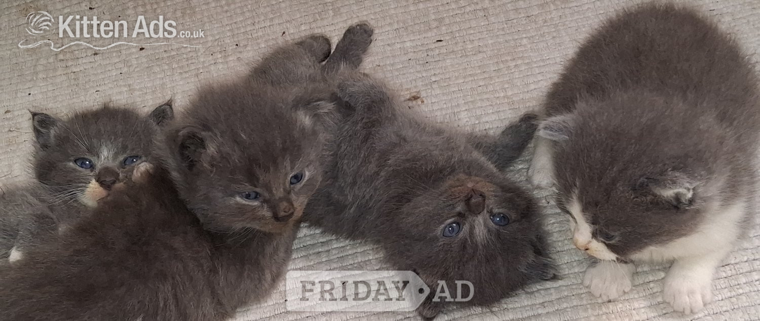 Longhaired British Shorthaired Blue ClC w Longhaired British Blue in Chichester