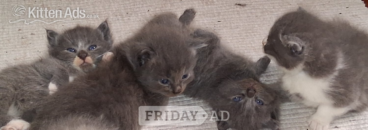 Longhaired British Shorthaired Blue ClC w Longhaired British Blue